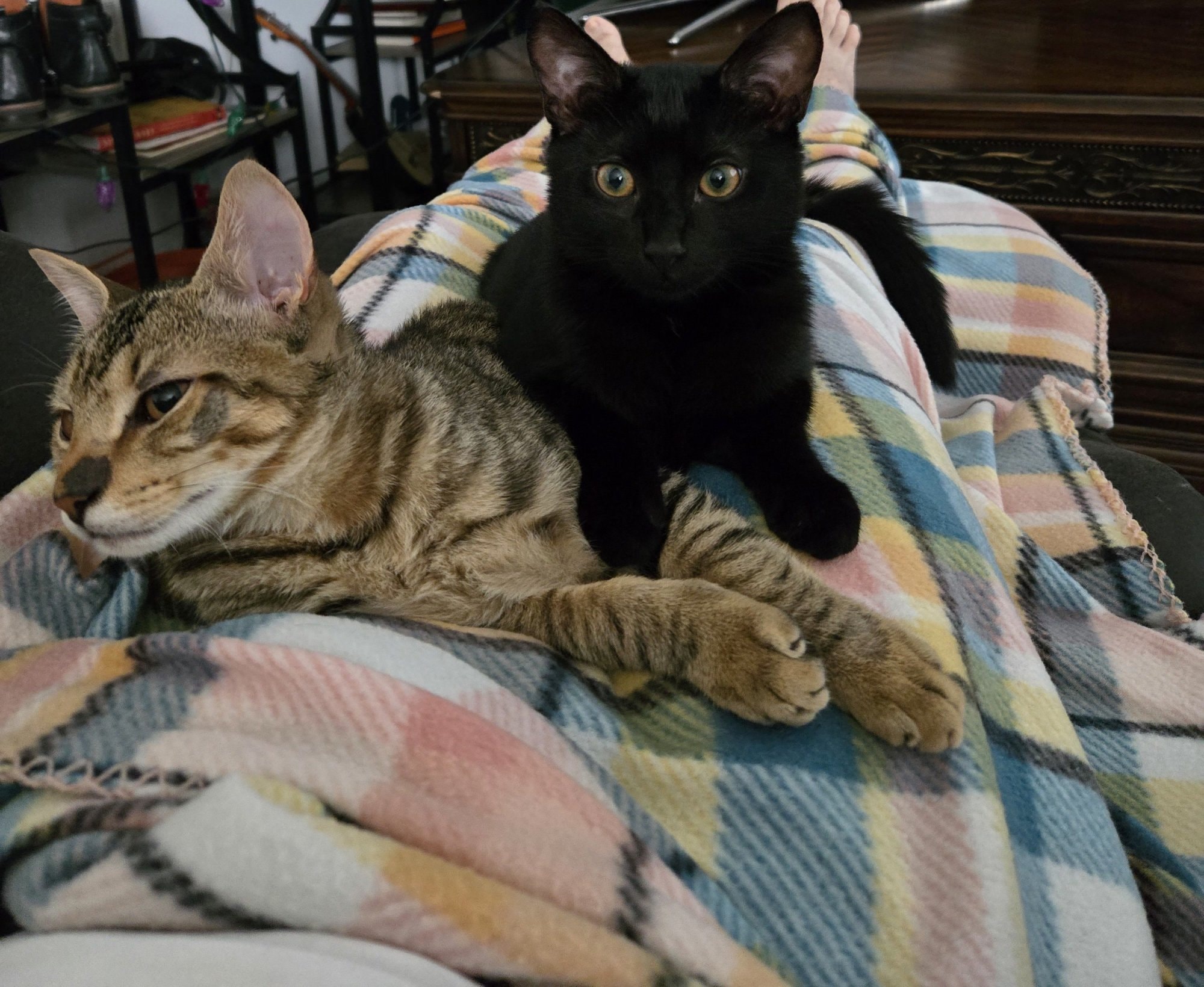 A tabby kitten and a black kitten resting on Travis's blanket-covered lap
